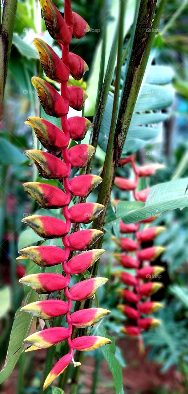 Heliconia rostrata, the hanging lobster claw or false bird of paradise, is a herbaceous perennial plant native to Peru, Bolivia, Colombia, Venezuela, Costa Rica, and Ecuador, and naturalized in Puerto Rico