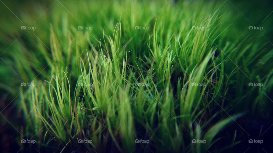 Grass