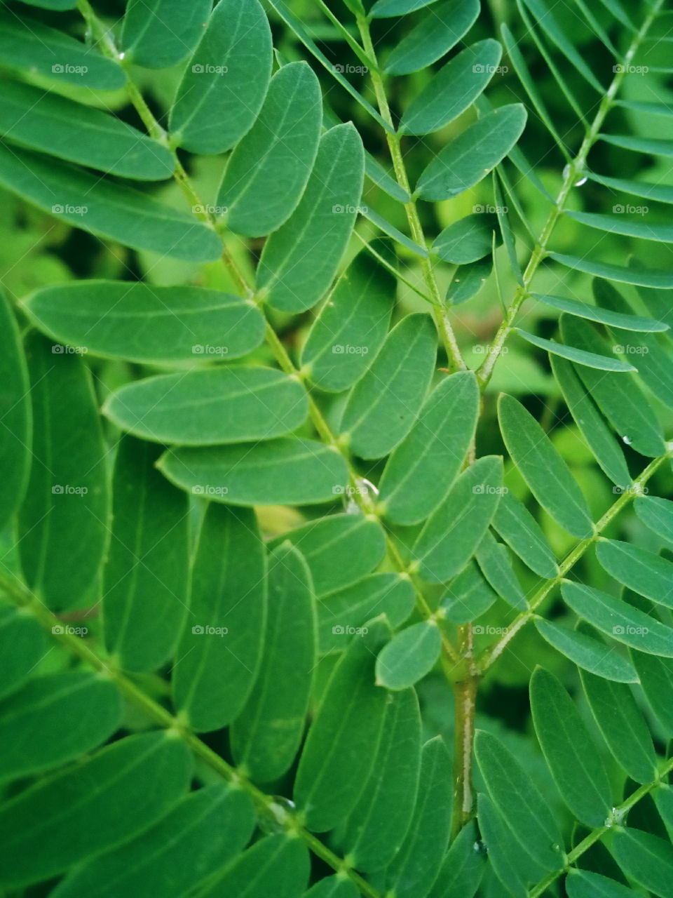 leaves of pattern