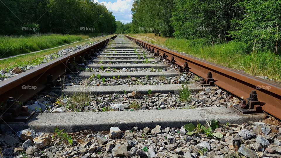 Rail track in the forest