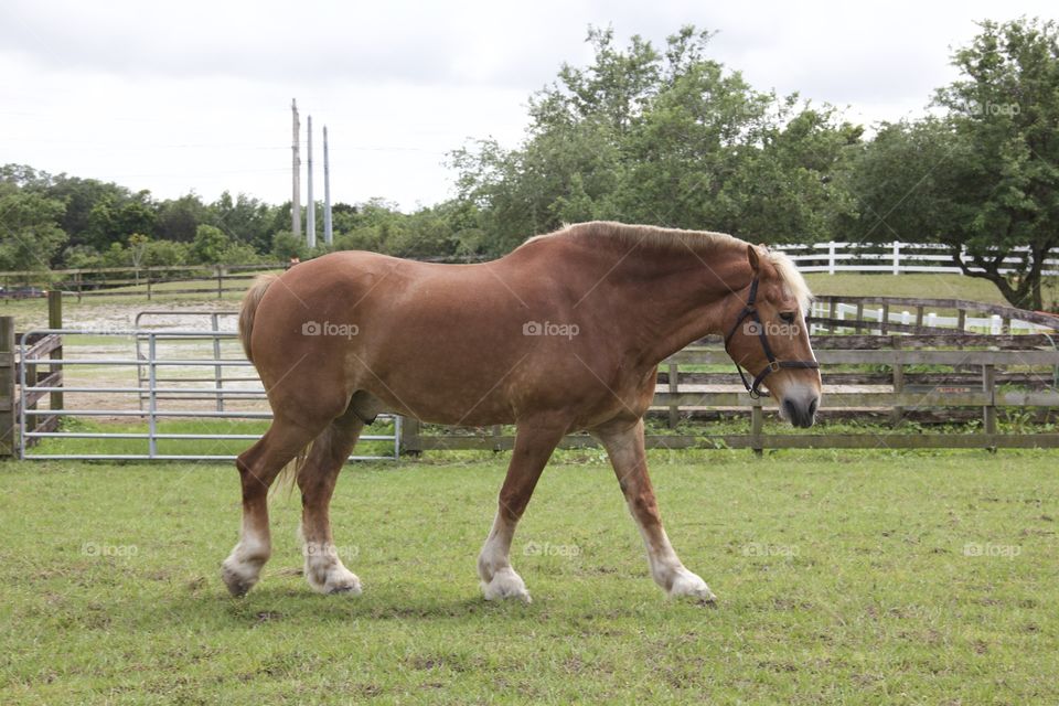 Horse, Mare, Farm, Pasture, Stallion