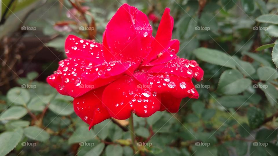 No Person, Nature, Leaf, Flower, Garden