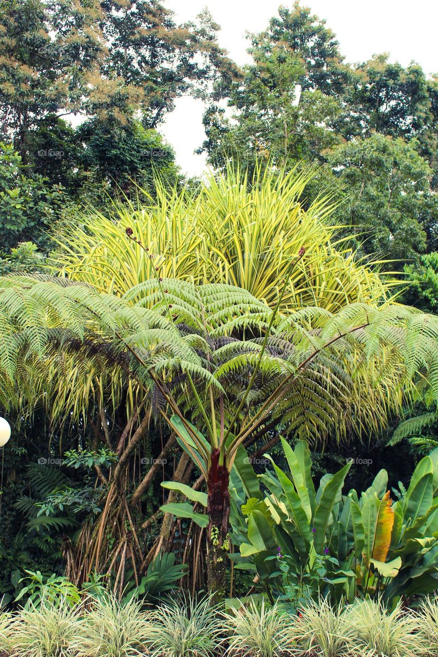 Palm Pandanus and fern in tropical rain forest.  Costa Rica