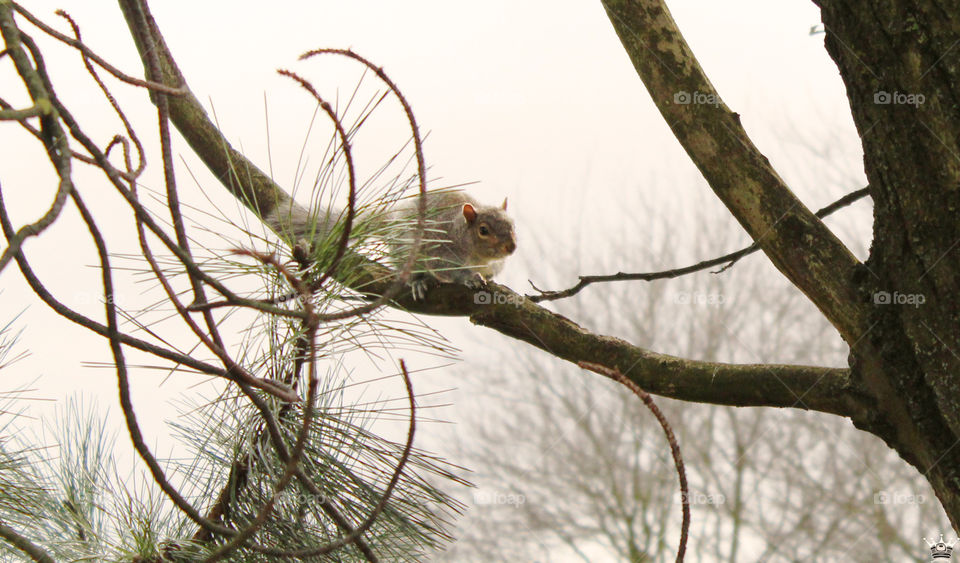 Squirrel on the tree