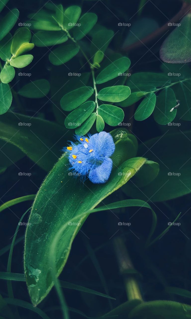 blue flower