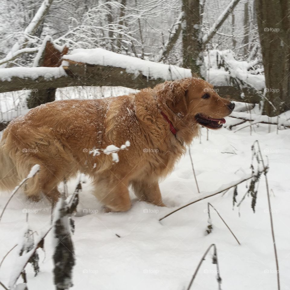 Dog, Mammal, Canine, Winter, Snow