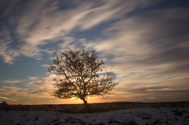 Lovely tree