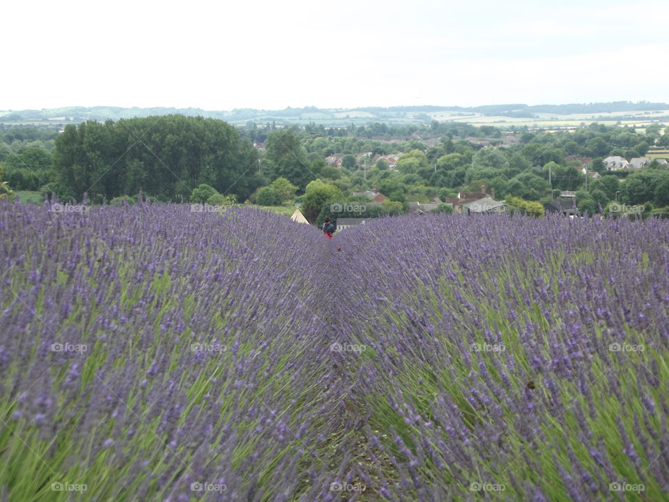 Lavender Field