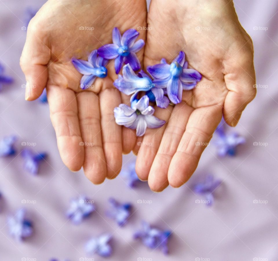 Lavender flowers held in a woman’s hand