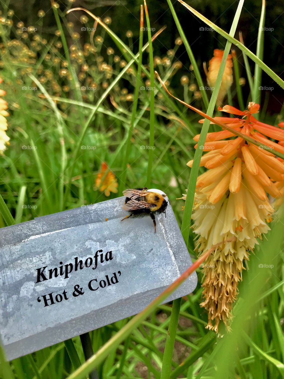 One of the many gorgeous flowers in Thuya Garden