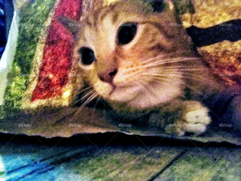 Bagged Kitten