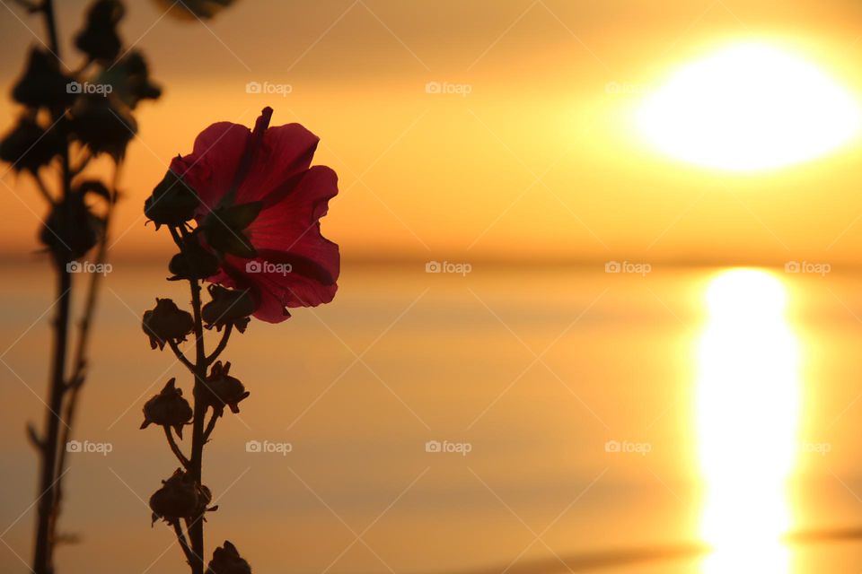 Burnt orange sunset over the glistening sea, with a single red  flower on the shoreline 