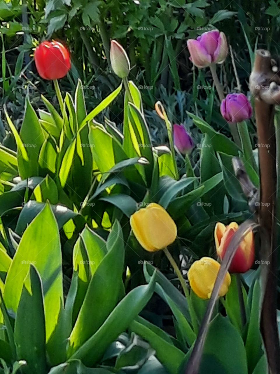 muted colours of multicolor tulips in sunshine and shade