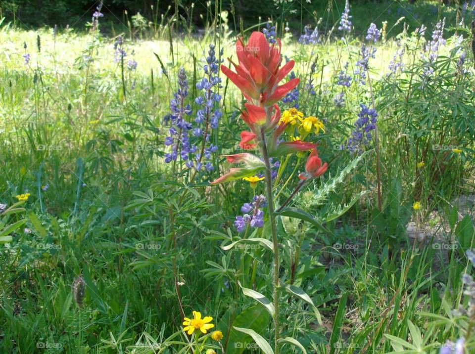 Colorado Wildflowers