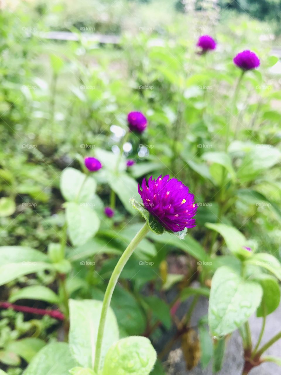 A purple colour flower named as Indian bachelor button or Gomphrena globosa.or Globe amaranth.