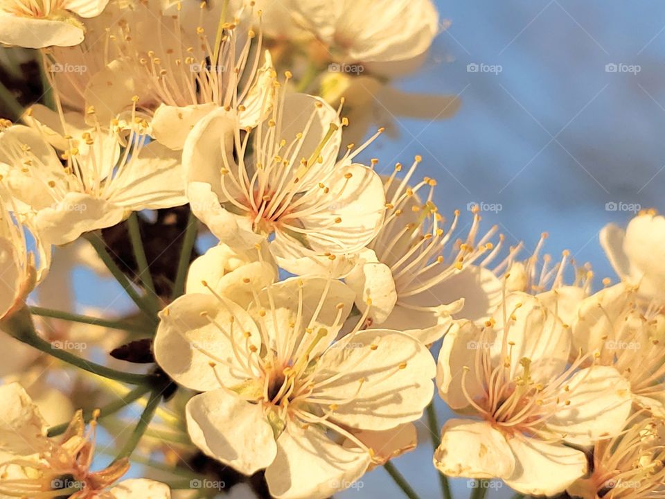 Close up of a cluster of small white Spring flowers blooming on a tree with the sunlight illuminating them with a light blue sky and branches in the distance in the background.