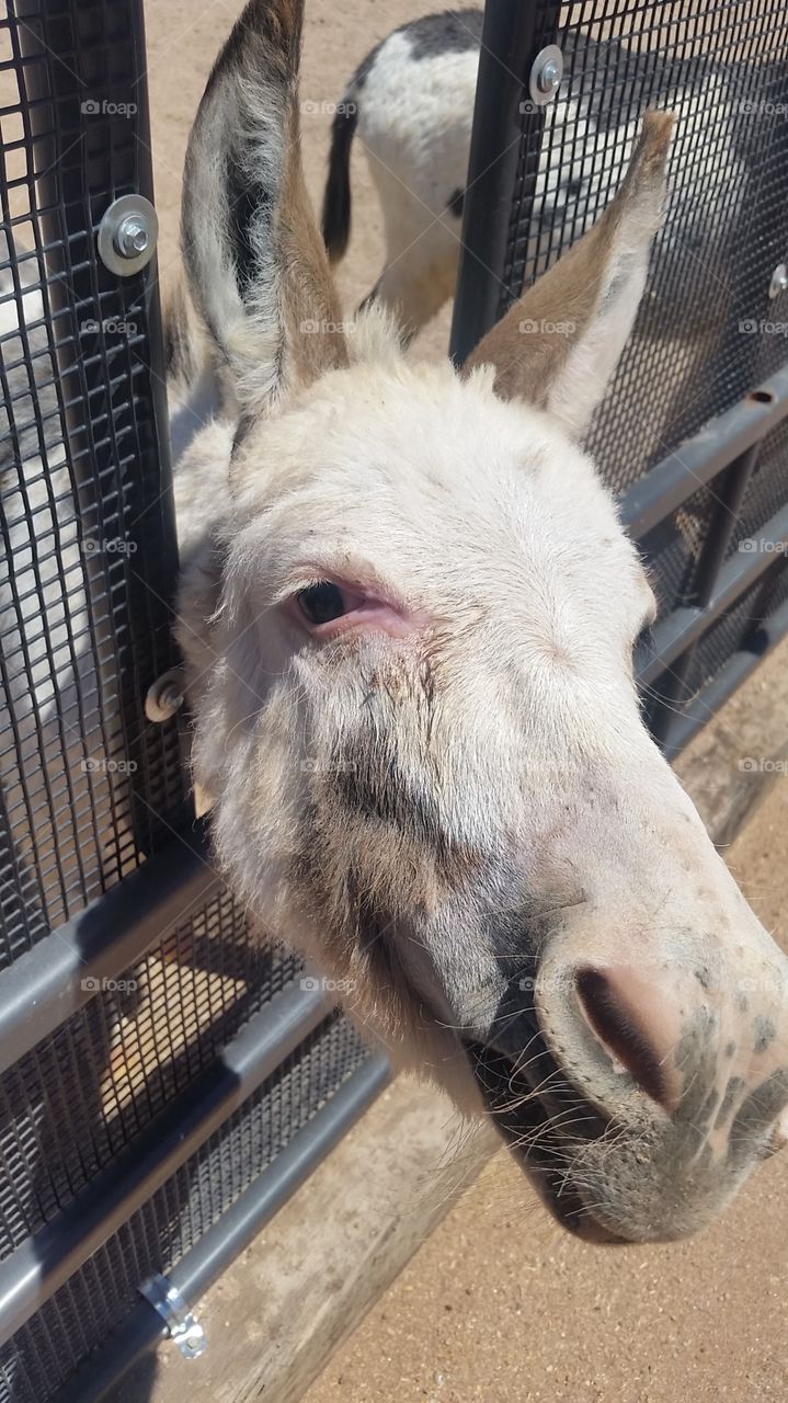 friendly donkey at an animal park in AZ.