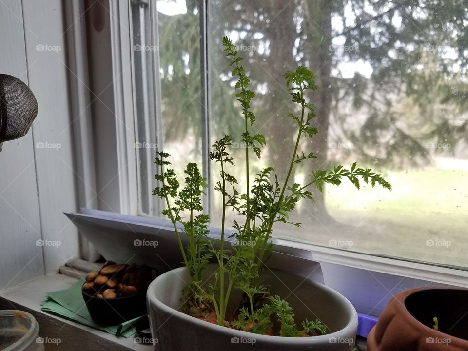 Potted plants near window