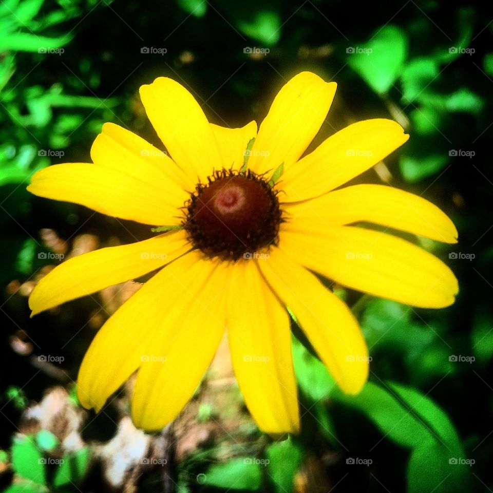 Yellow daisy 