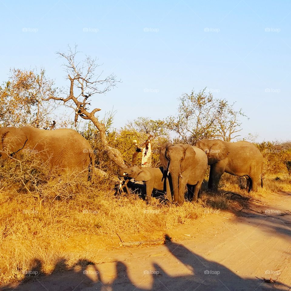 African elephants eating trees