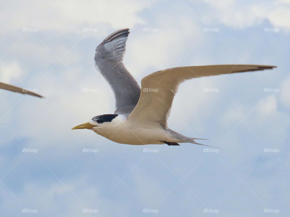 Bird in flight