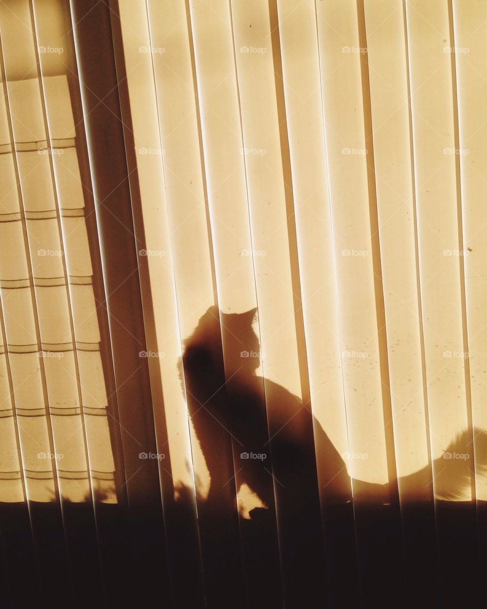 Cat silhouette