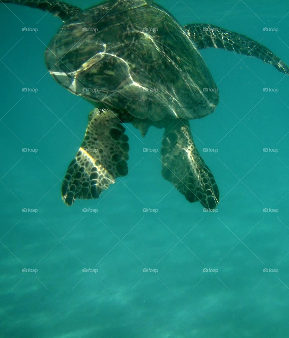 Swim with Turtles