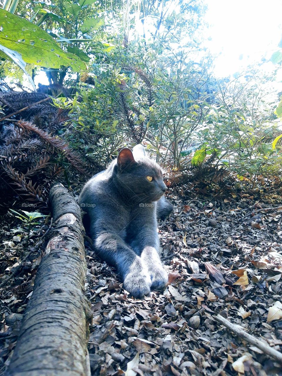 autumn season in Brazil