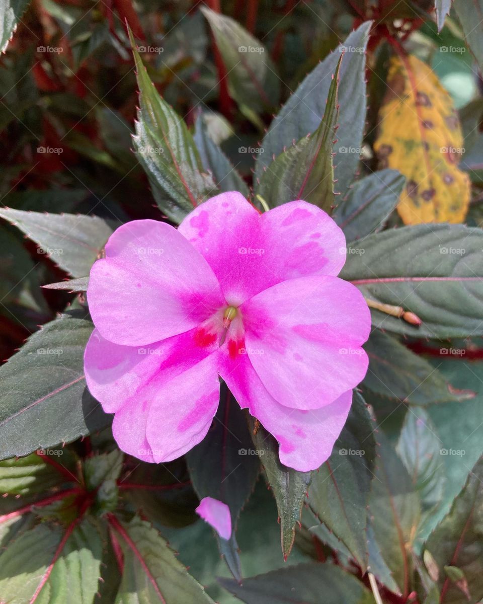 🌹 🇺🇸 Very beautiful flowers to brighten our day.  Live nature and its beauty. Did you like the delicate petals? / 🇧🇷 Flores muito bonitas para alegrar nosso dia. Viva a natureza e sua beleza. Gostaram das pétalas delicadas? 