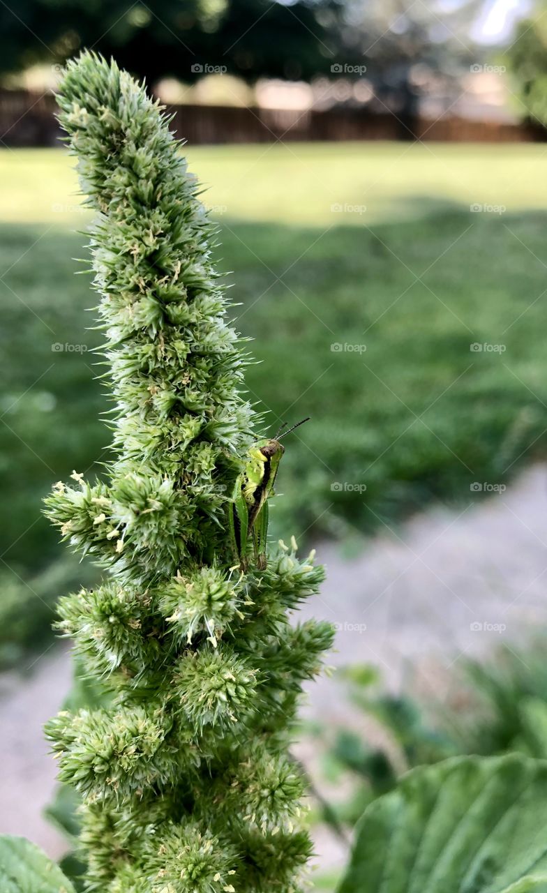 Small green grasshopper 