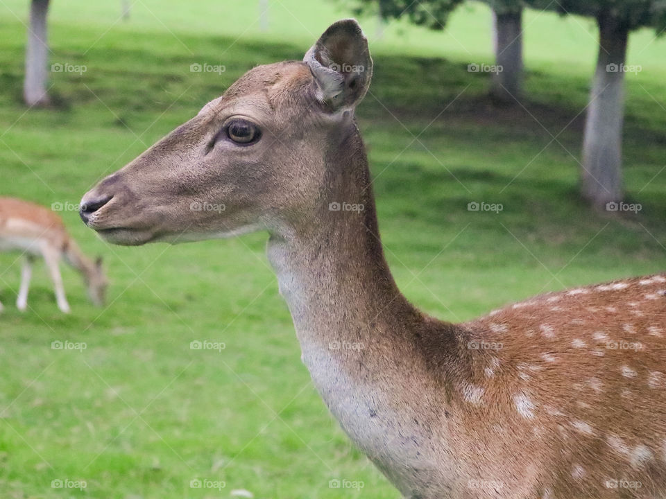 Deer close up!