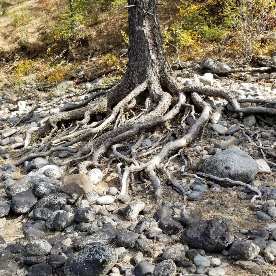 tree roots on a rocky beach