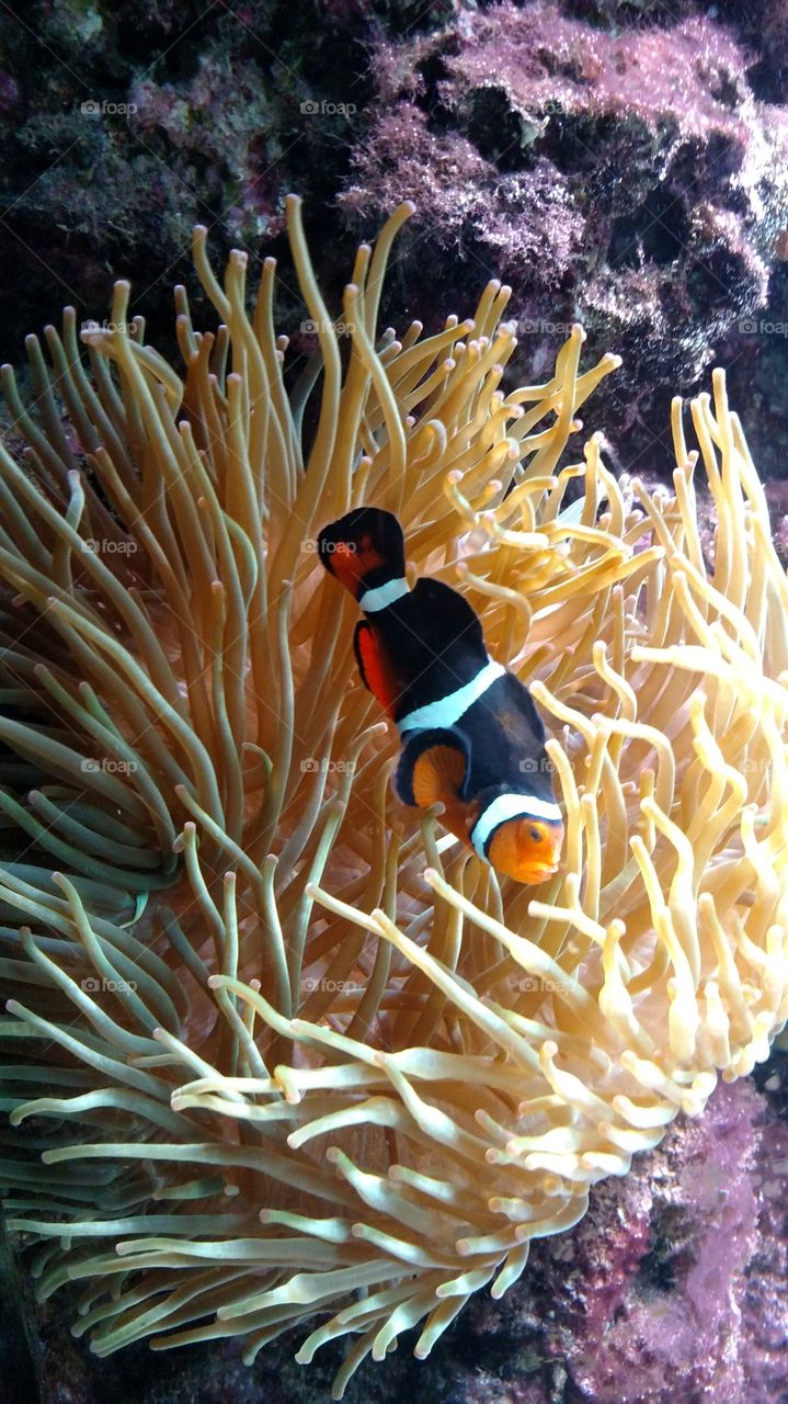 Clown fish