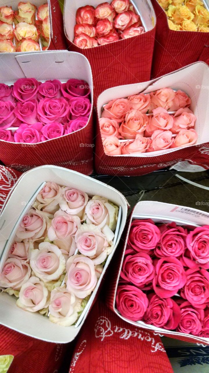 Rose, Flower, Romance, Love, Wedding