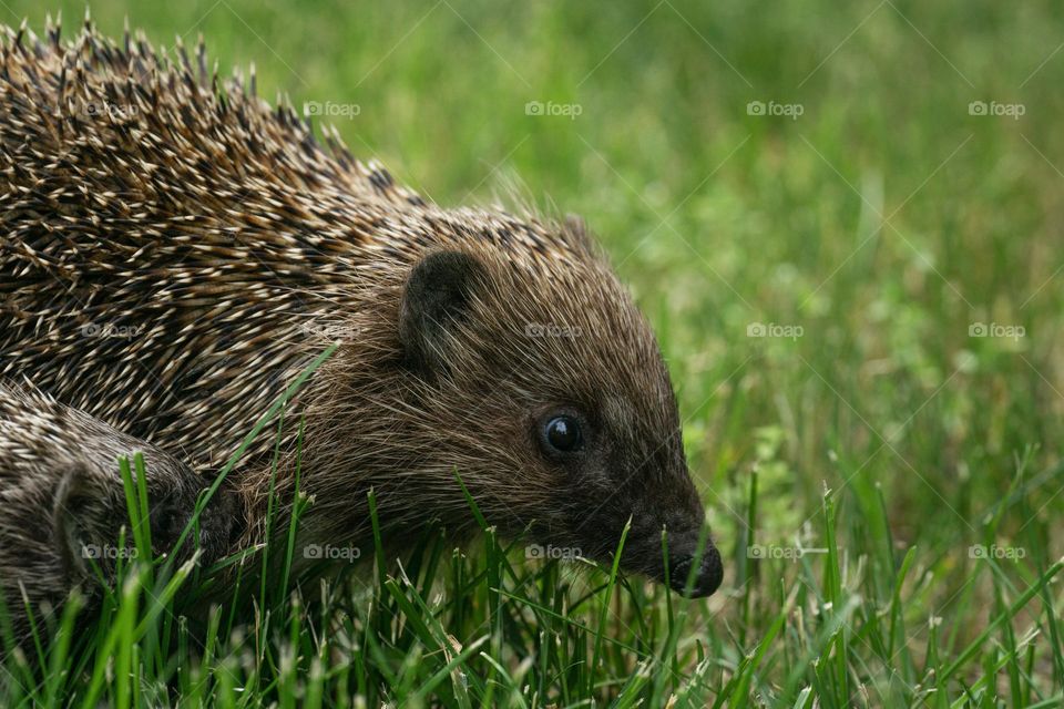 A hedgehog on the lawn 