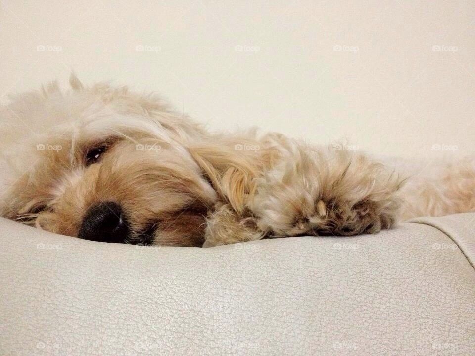 Napping dog