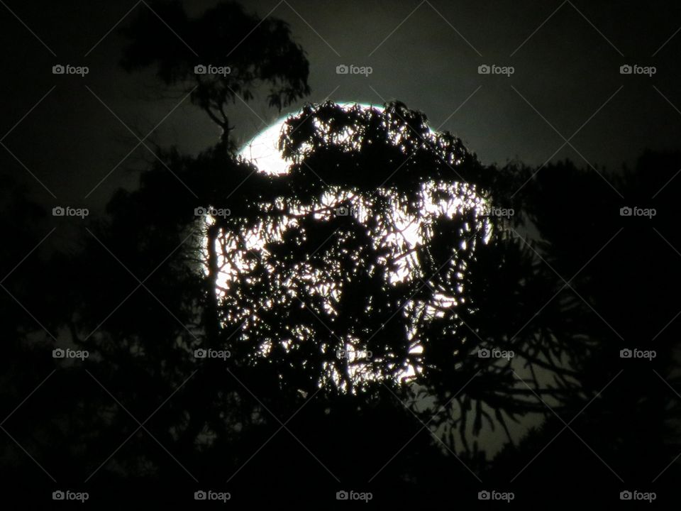 moon Tree