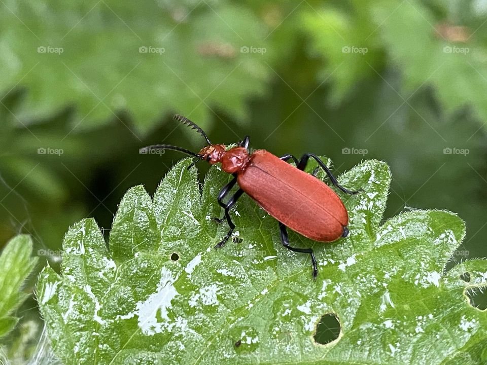 A red bug on a plant