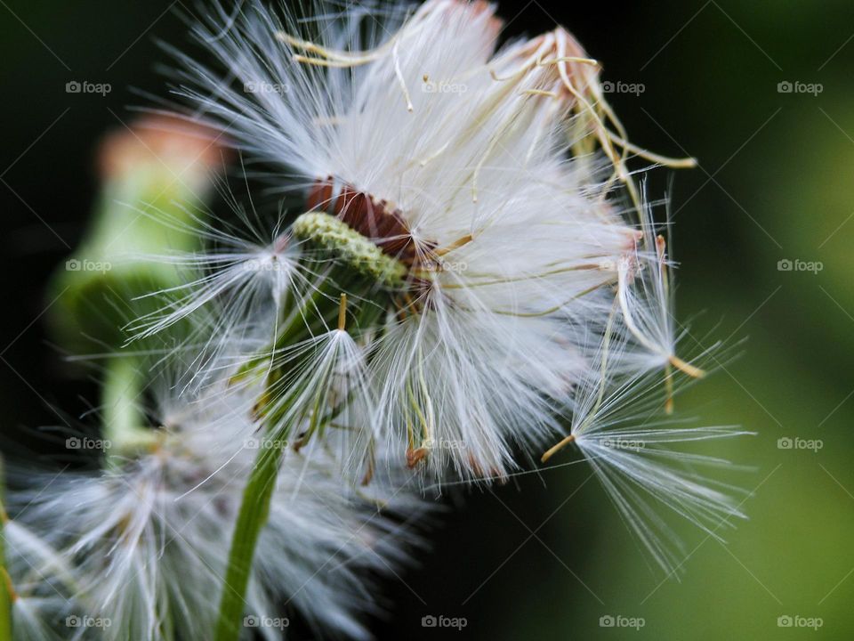 dandelion