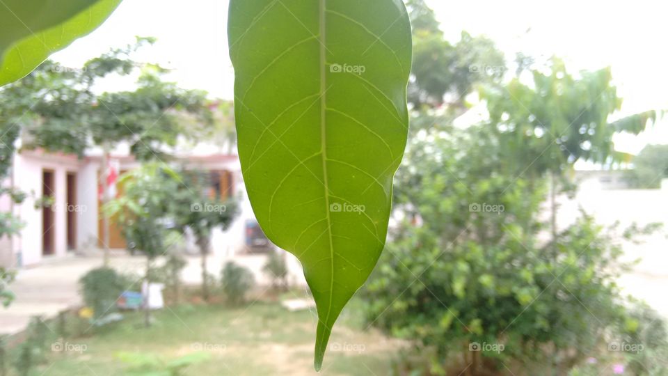 leaf. leaf in my garden