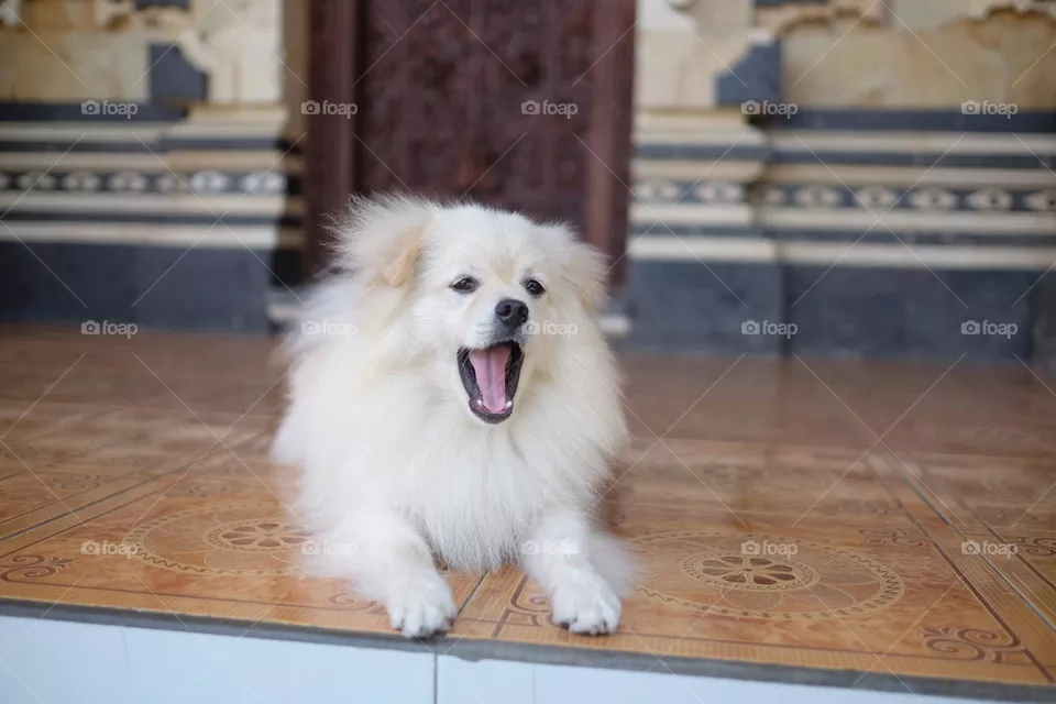 cute dog