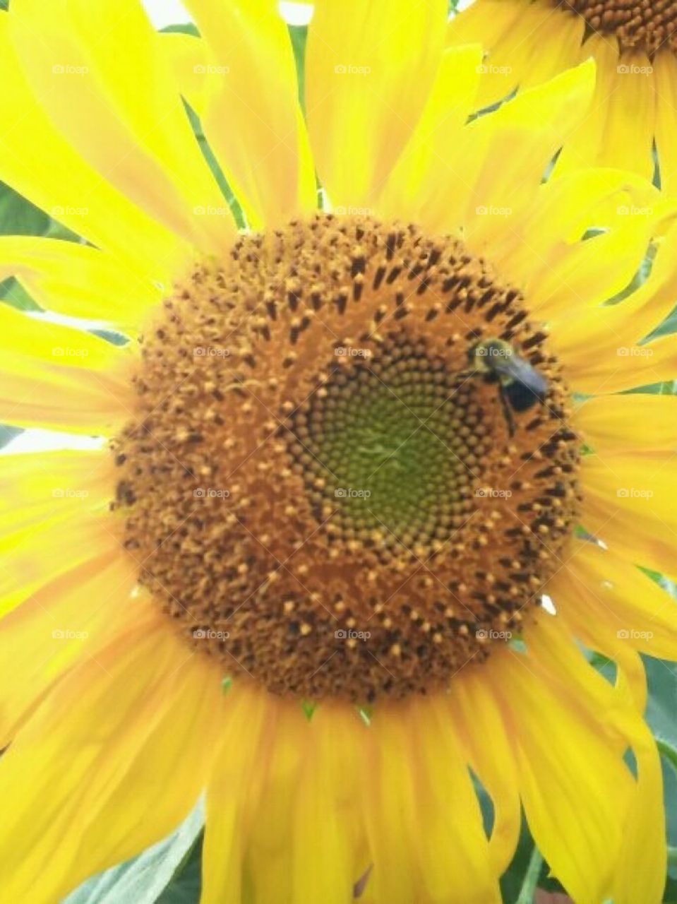 Sunflower and bumblebee 