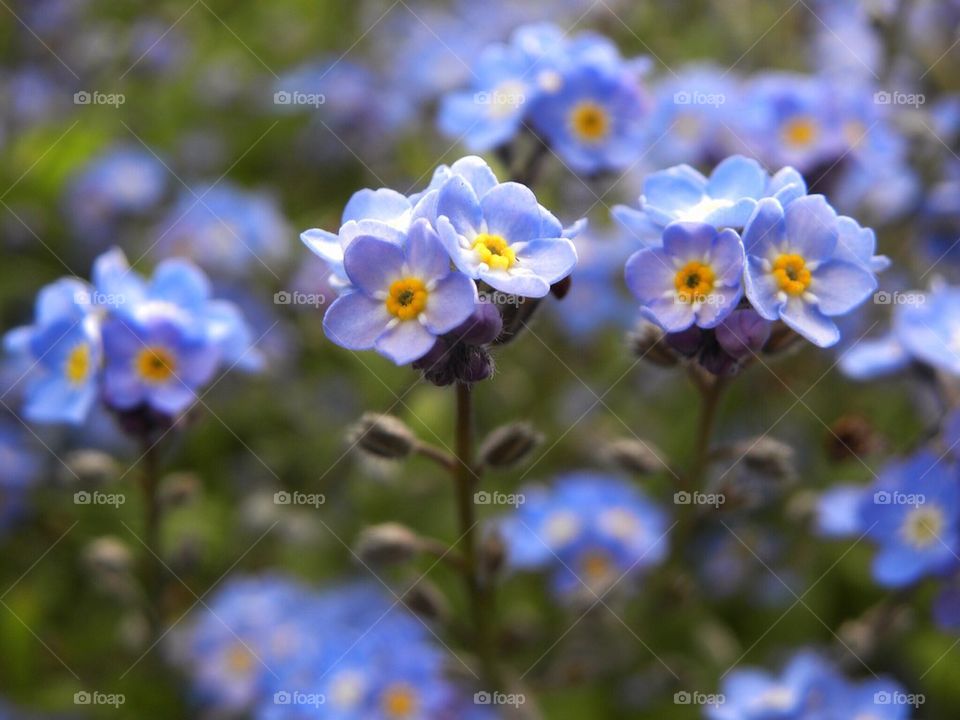 Flowers in Focus