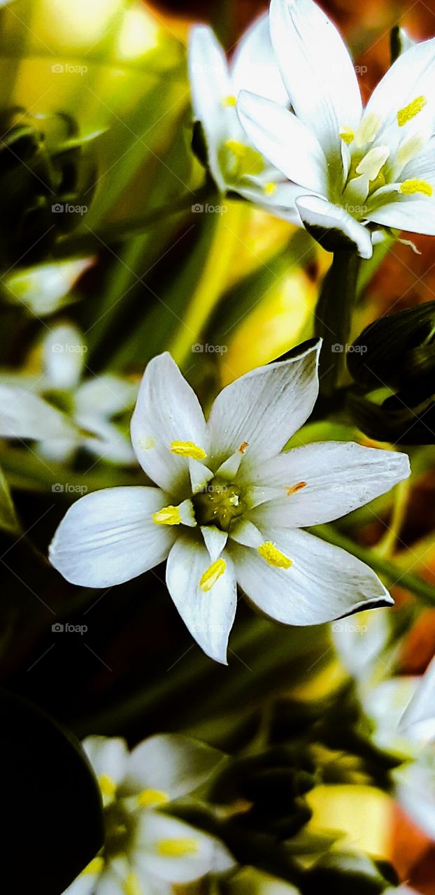 new beauty in the garden