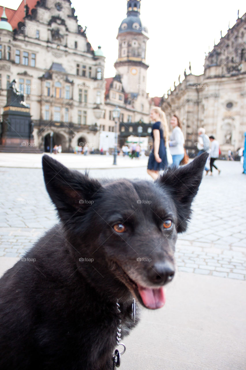 Dog in Dresden