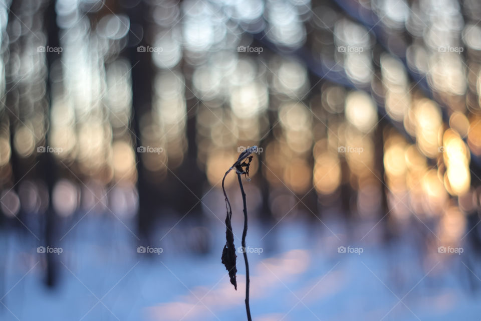 Light of the setting sun in the forest
