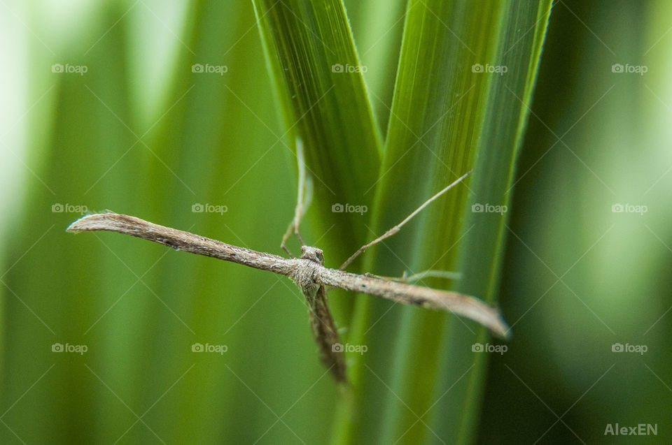 Insect on a leaf