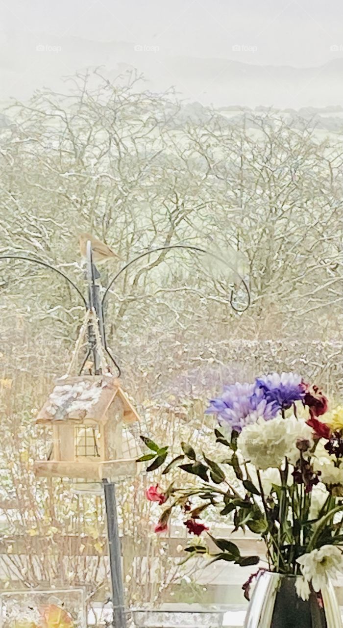 Wee Robin 🏴󠁧󠁢󠁳󠁣󠁴󠁿