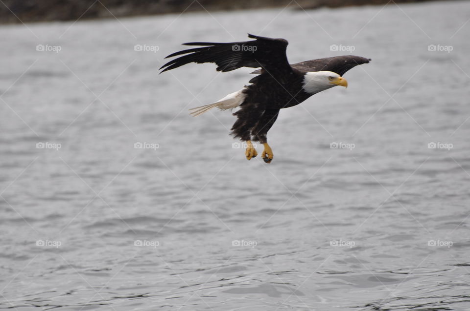 Alaska Bald Eagle