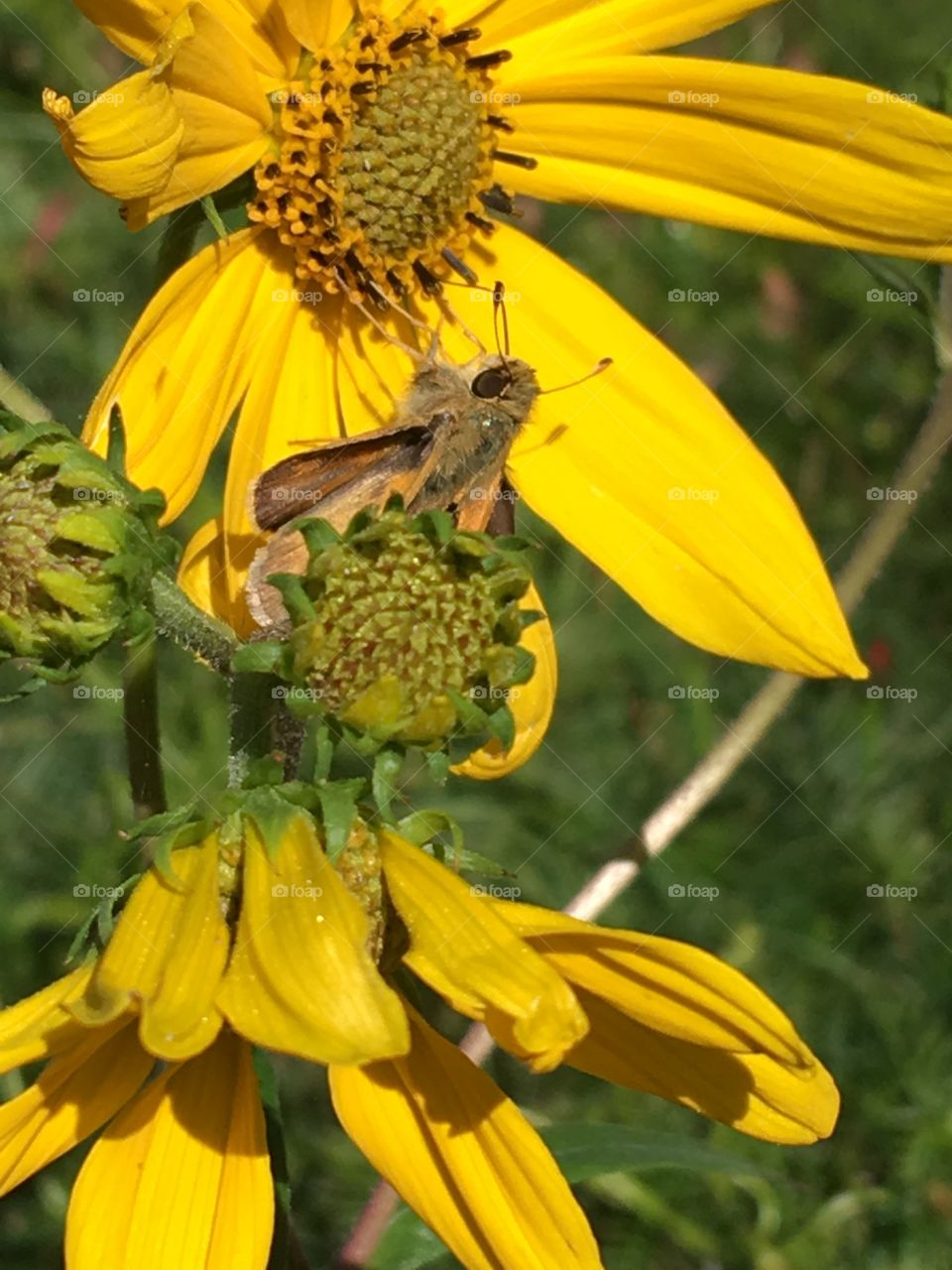 This little guy is enjoying these yellow flowers as it’s getting late in the day.